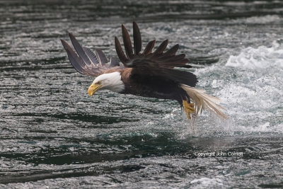 Bald-Eagle;British-Columbia;Canada;Eagle;Flying-Bird;Haliaeetus-leucocephalus;Ph